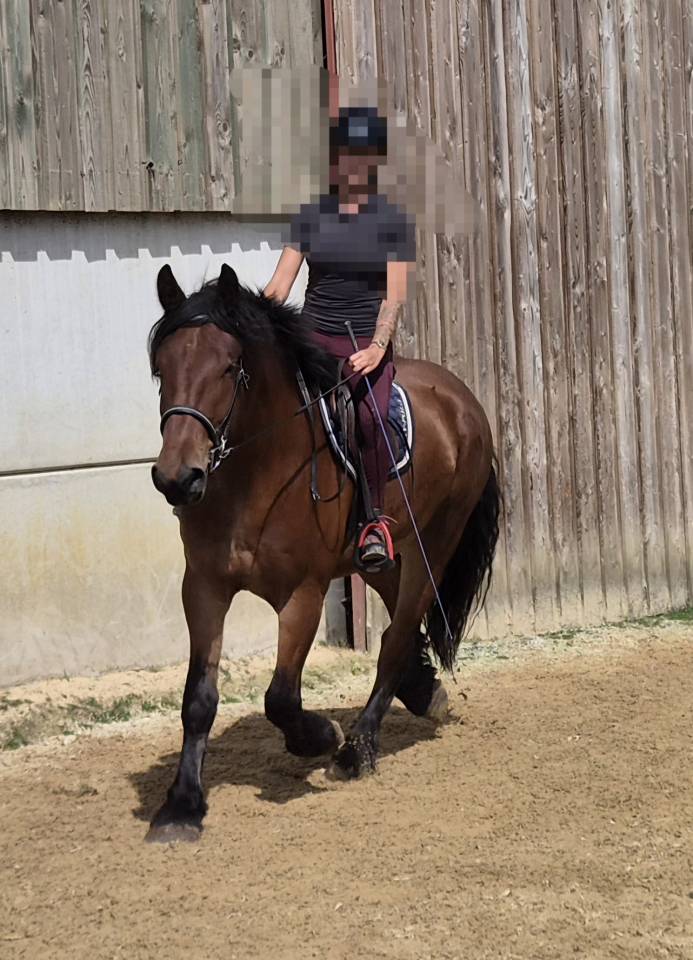 Gelding Draft For sale 2023 Bay