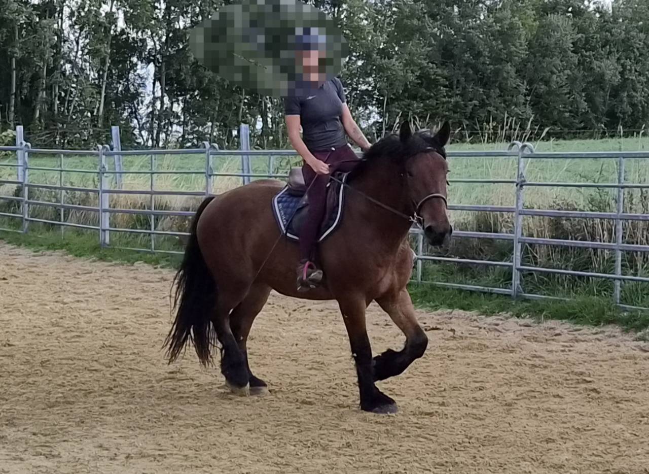 Gelding Draft For sale 2023 Bay