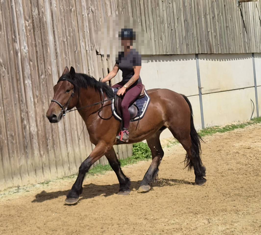 Gelding Draft For sale 2023 Bay