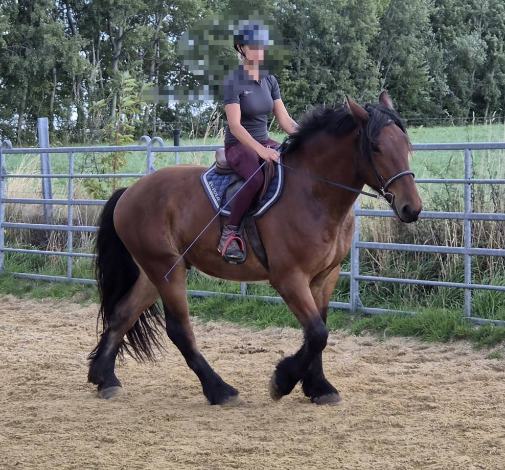Gelding Draft For sale 2023 Bay