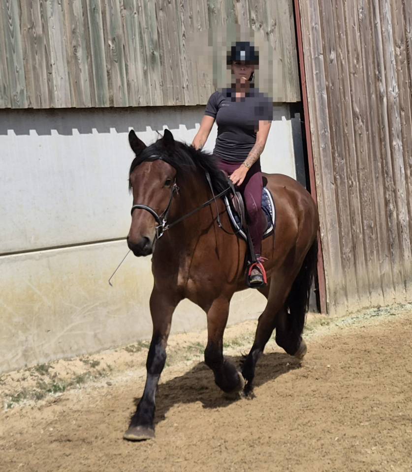 Gelding Draft For sale 2023 Bay