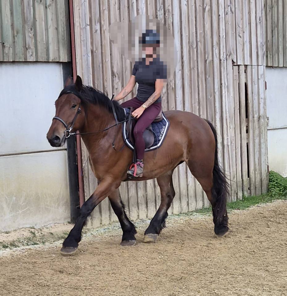 Gelding Draft For sale 2023 Bay
