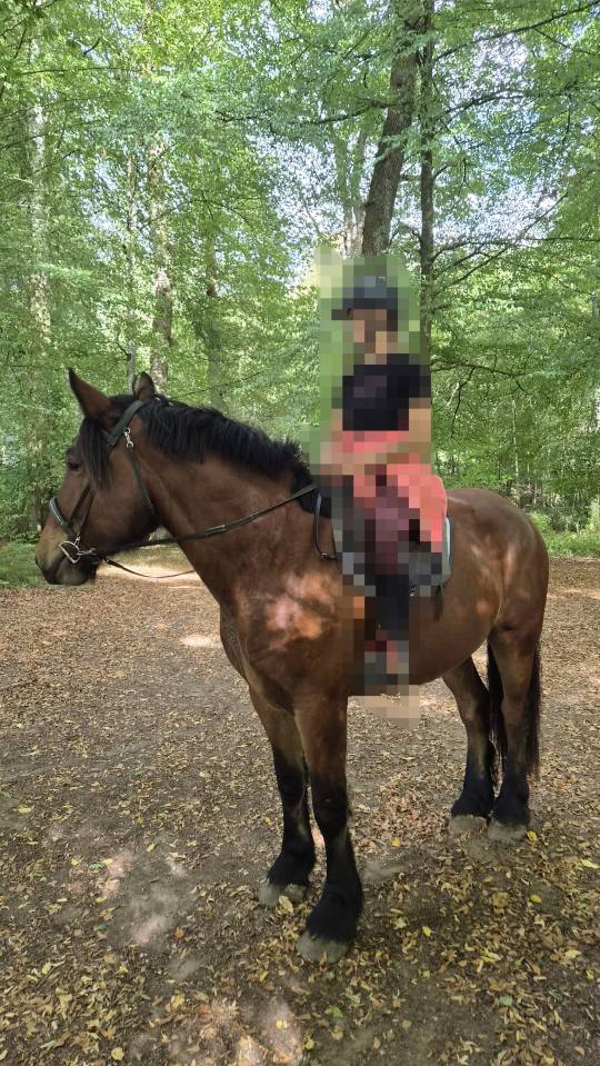 Gelding Draft For sale 2023 Bay