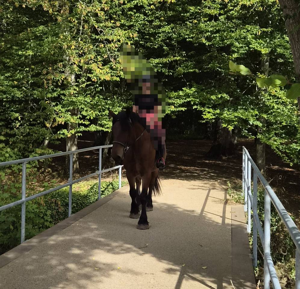 Gelding Draft For sale 2023 Bay