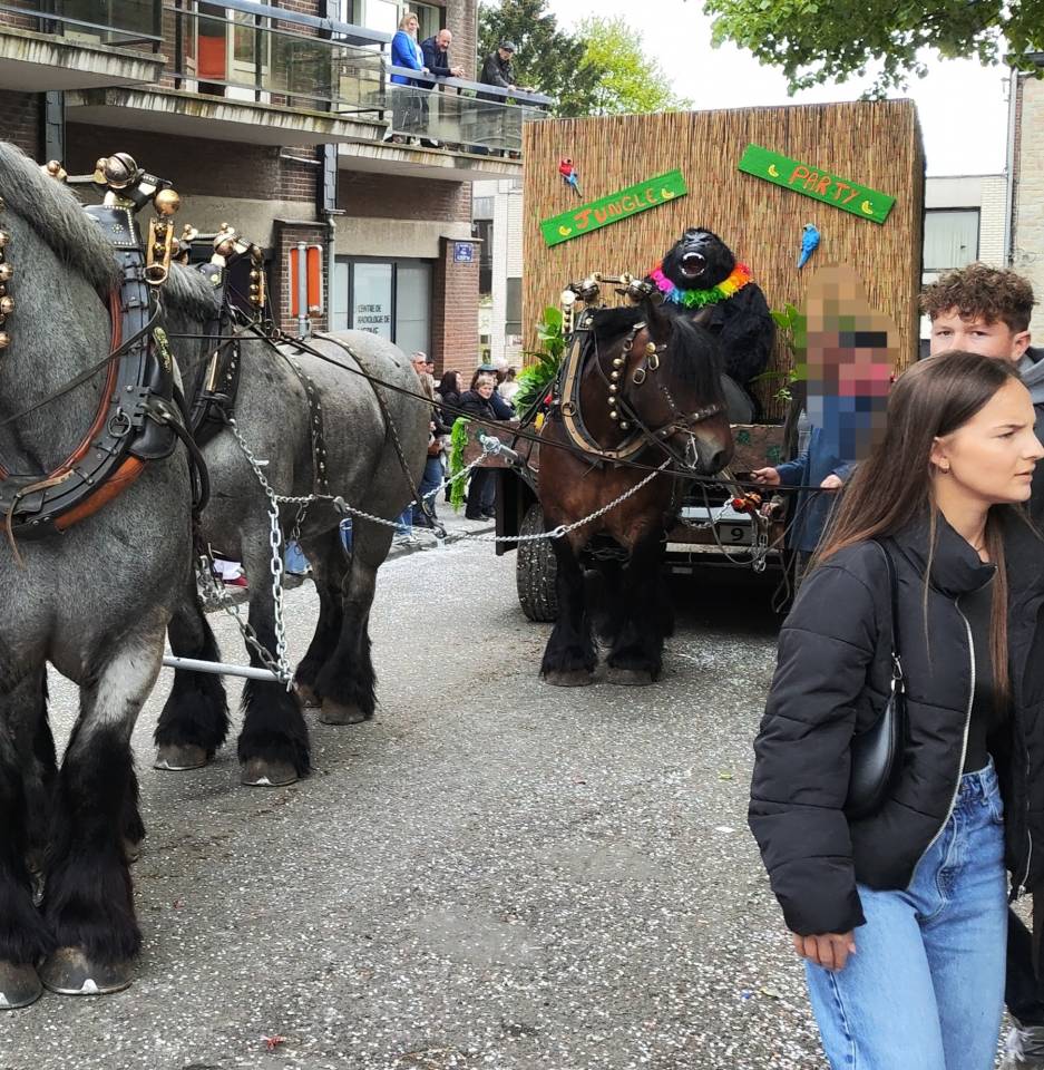 Mare Belgian Draft, Brabant For sale 2015 Bay