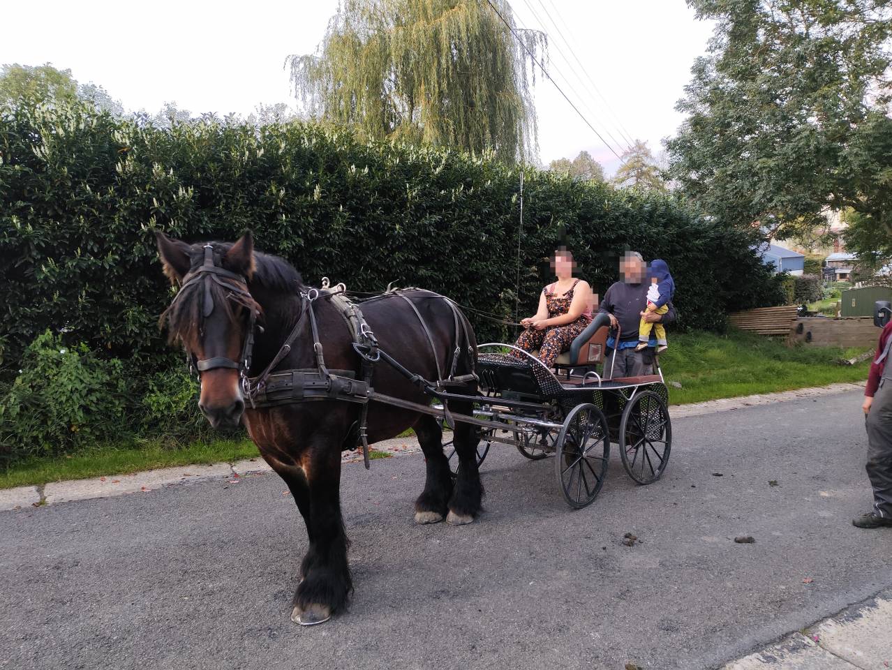 Mare Belgian Draft, Brabant For sale 2015 Bay