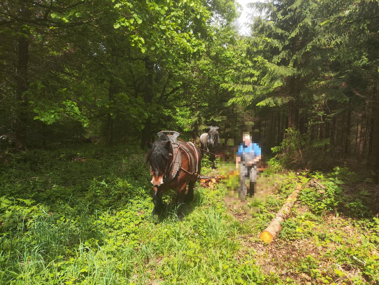Mare Belgian Draft, Brabant For sale 2015 Bay