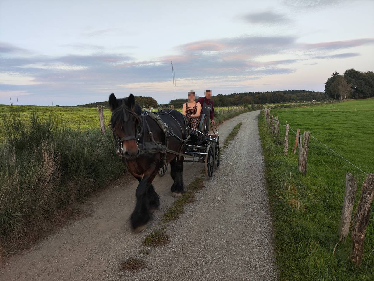 Mare Belgian Draft, Brabant For sale 2015 Bay