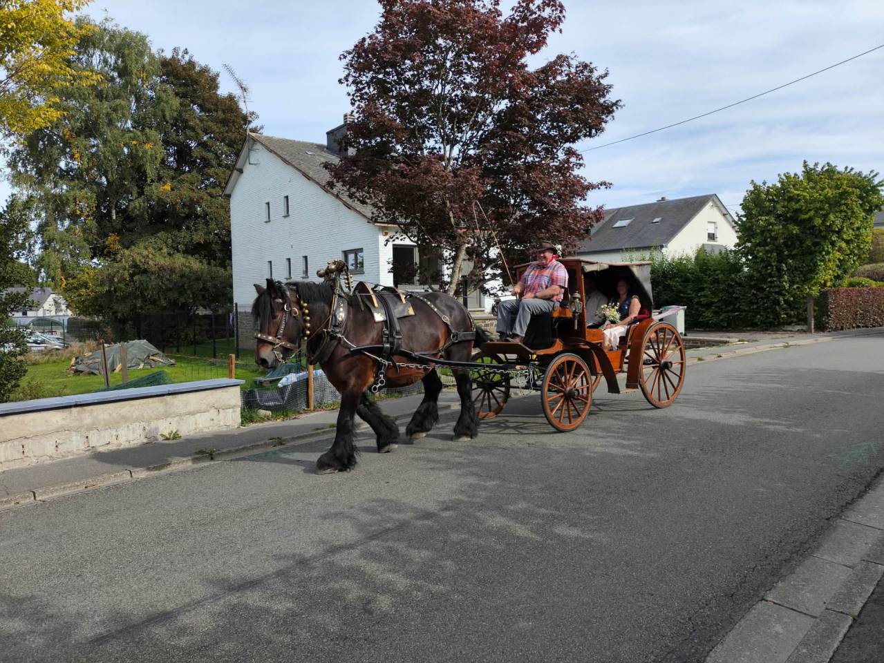Mare Belgian Draft, Brabant For sale 2015 Bay