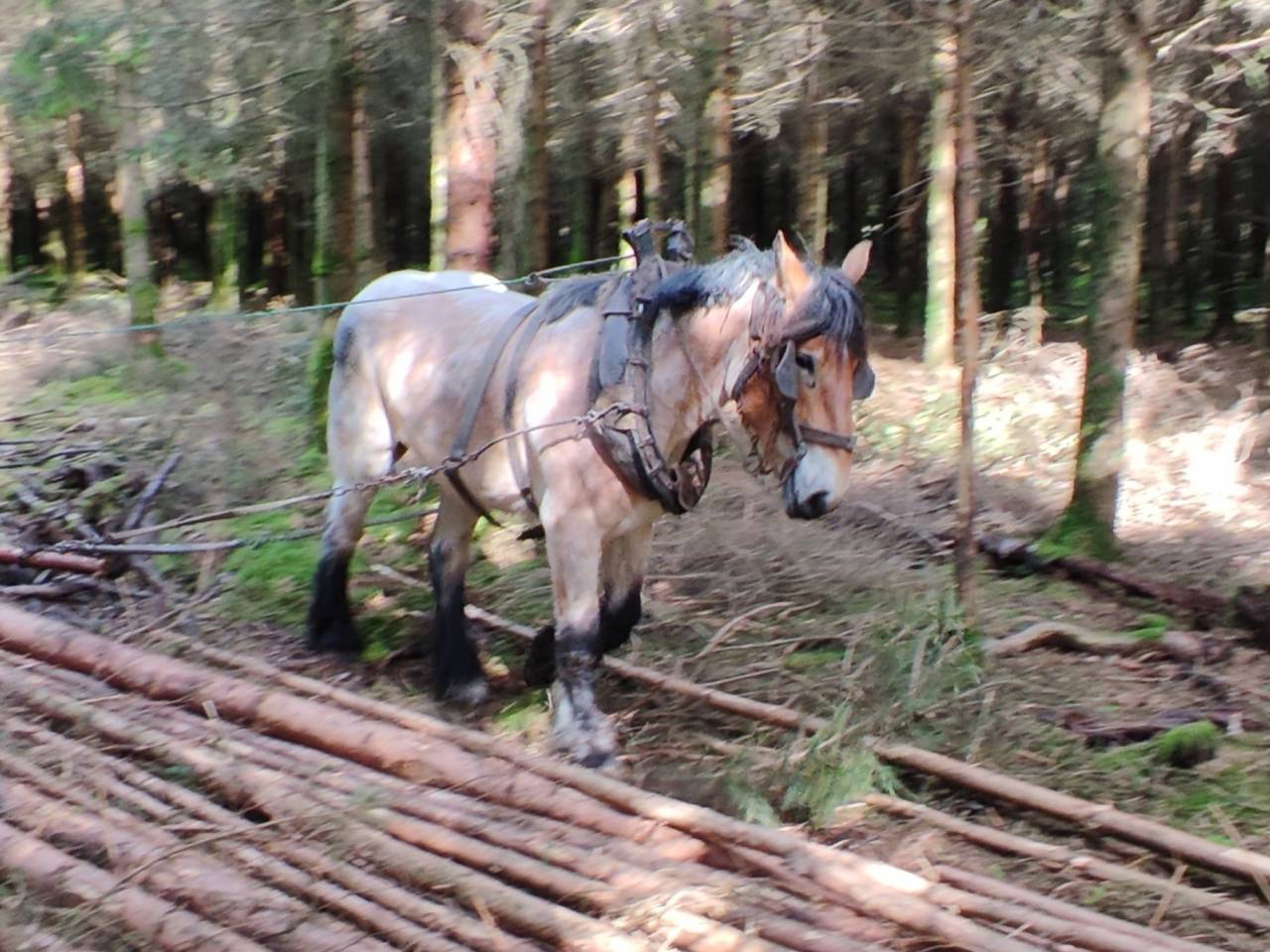 Mare Belgian Draft, Brabant For sale 2022 Roan