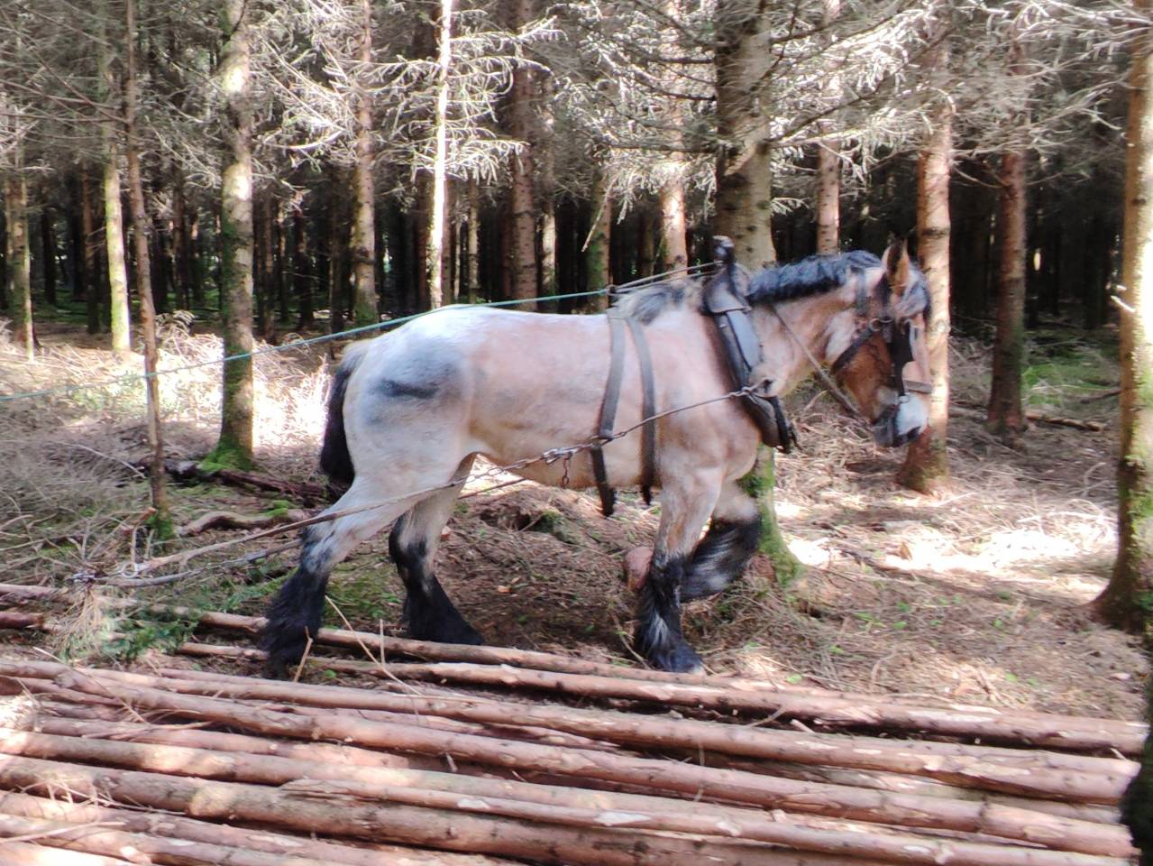 Mare Belgian Draft, Brabant For sale 2022 Roan