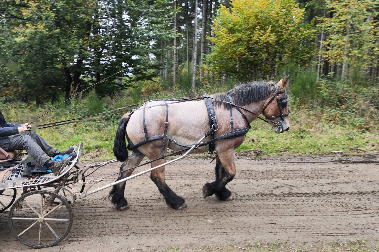 Mare Belgian Draft, Brabant For sale 2022 Roan
