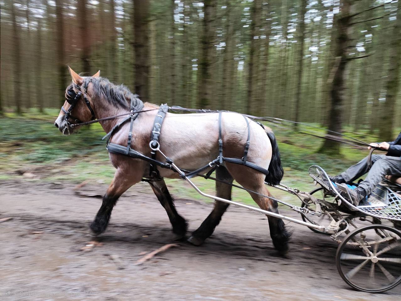 Mare Belgian Draft, Brabant For sale 2022 Roan