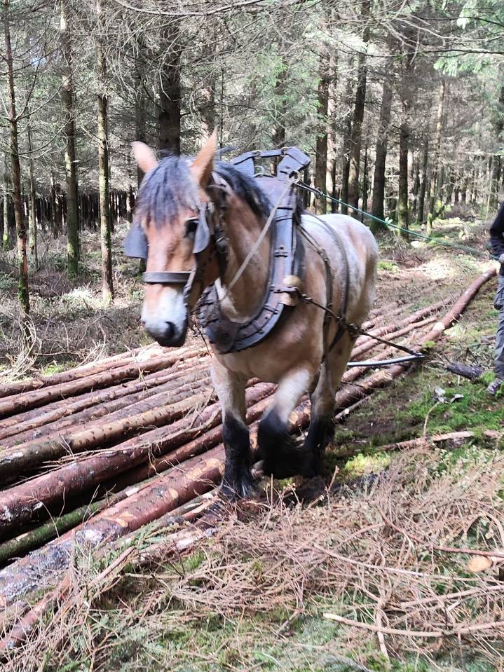 Mare Belgian Draft, Brabant For sale 2022 Roan
