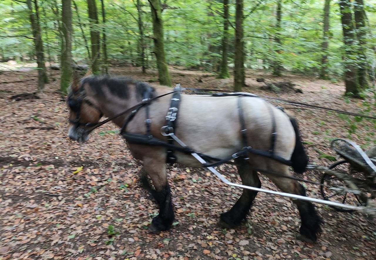 Mare Belgian Draft, Brabant For sale 2022 Roan