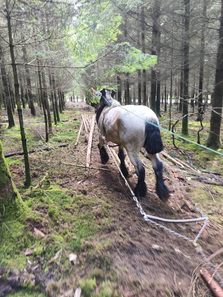 Mare Belgian Draft, Brabant For sale 2022 Roan