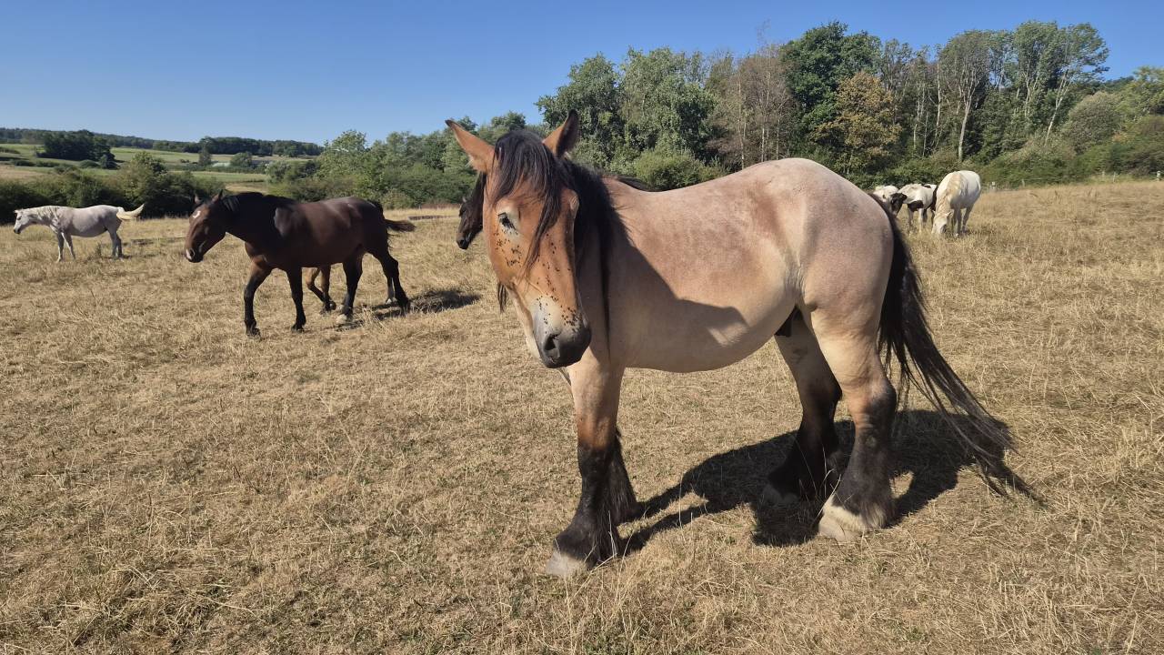 Gelding Belgian Draft, Brabant For sale 2023 Roan