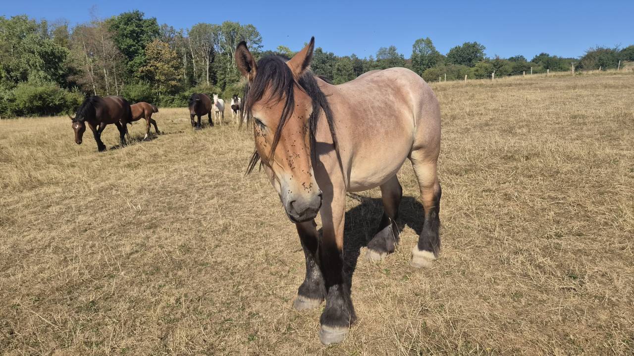 Gelding Belgian Draft, Brabant For sale 2023 Roan