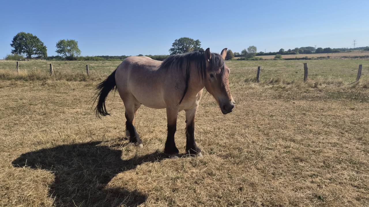 Gelding Belgian Draft, Brabant For sale 2023 Roan