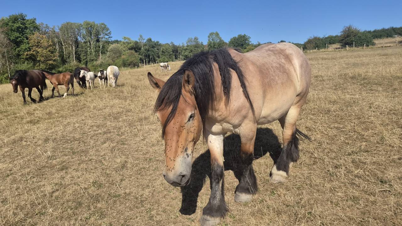 Gelding Belgian Draft, Brabant For sale 2023 Roan