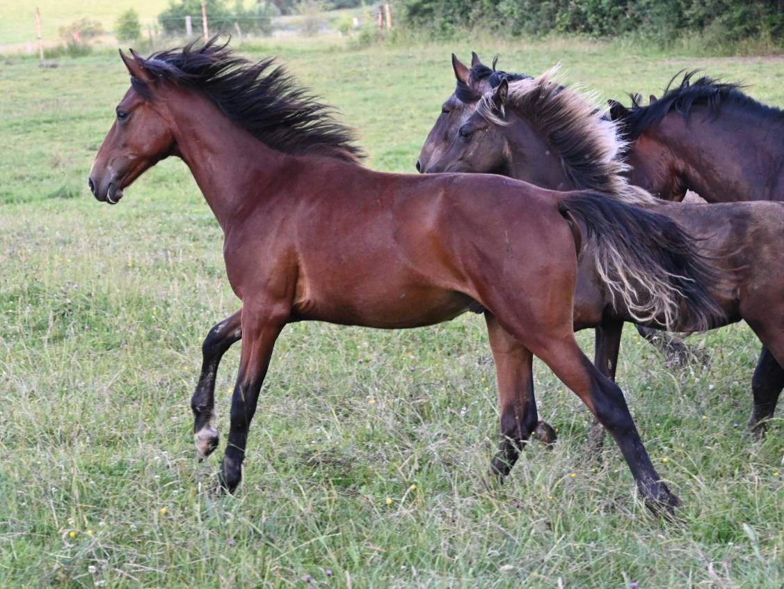 Gelding Lusitano For sale 2024 Bay