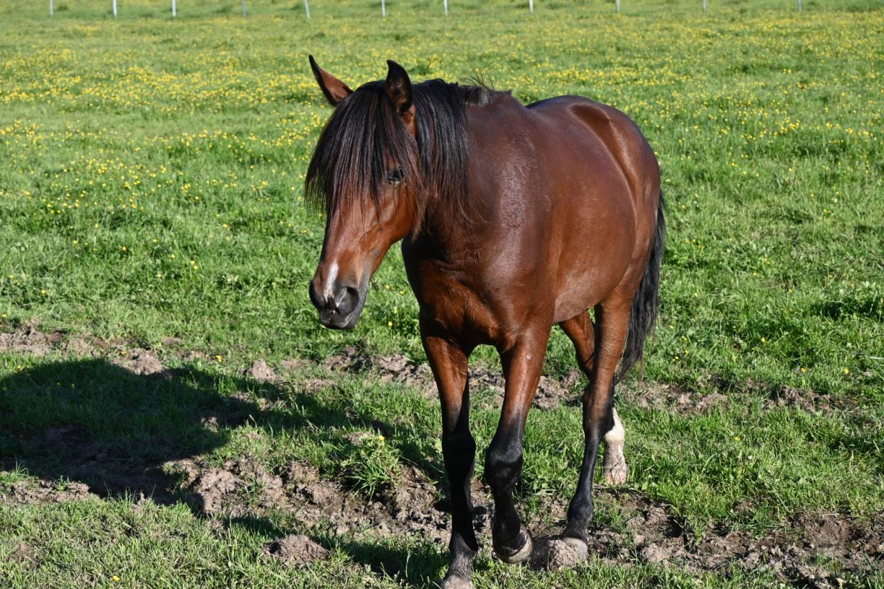 Gelding Lusitano For sale 2024 Bay