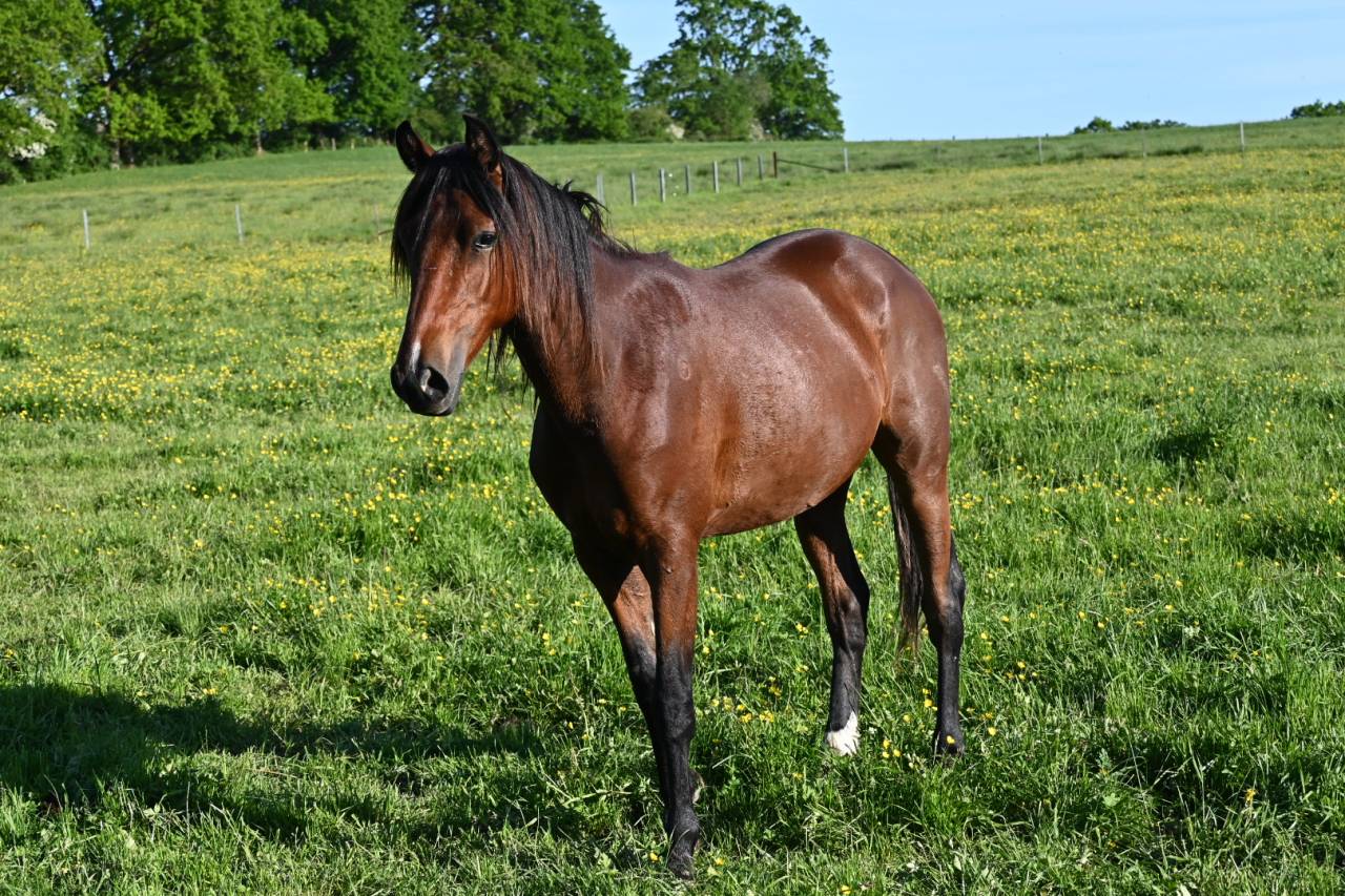 Gelding Lusitano For sale 2024 Bay
