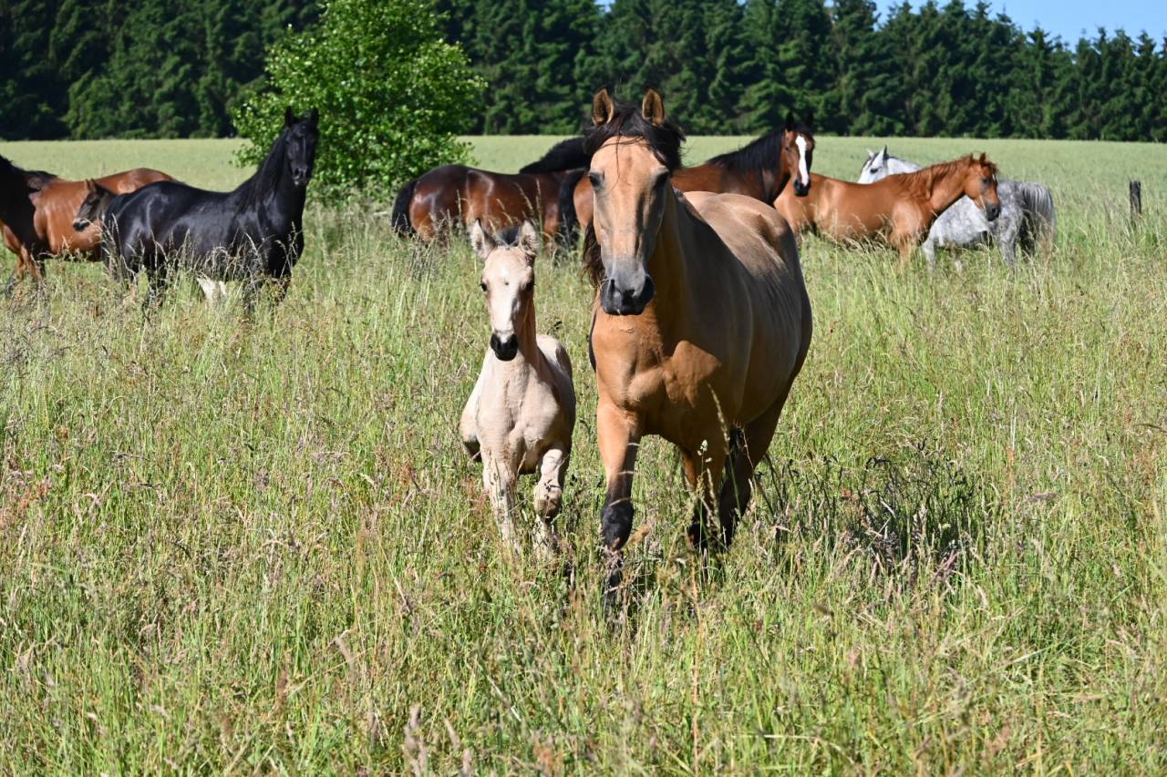 Mare Lusitano For sale 2015 Buckskin