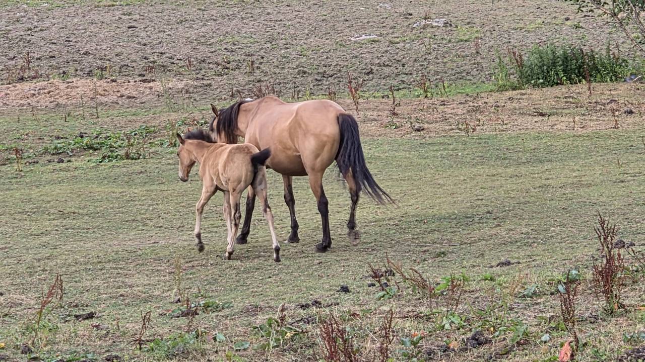 Mare Lusitano For sale 2015 Buckskin