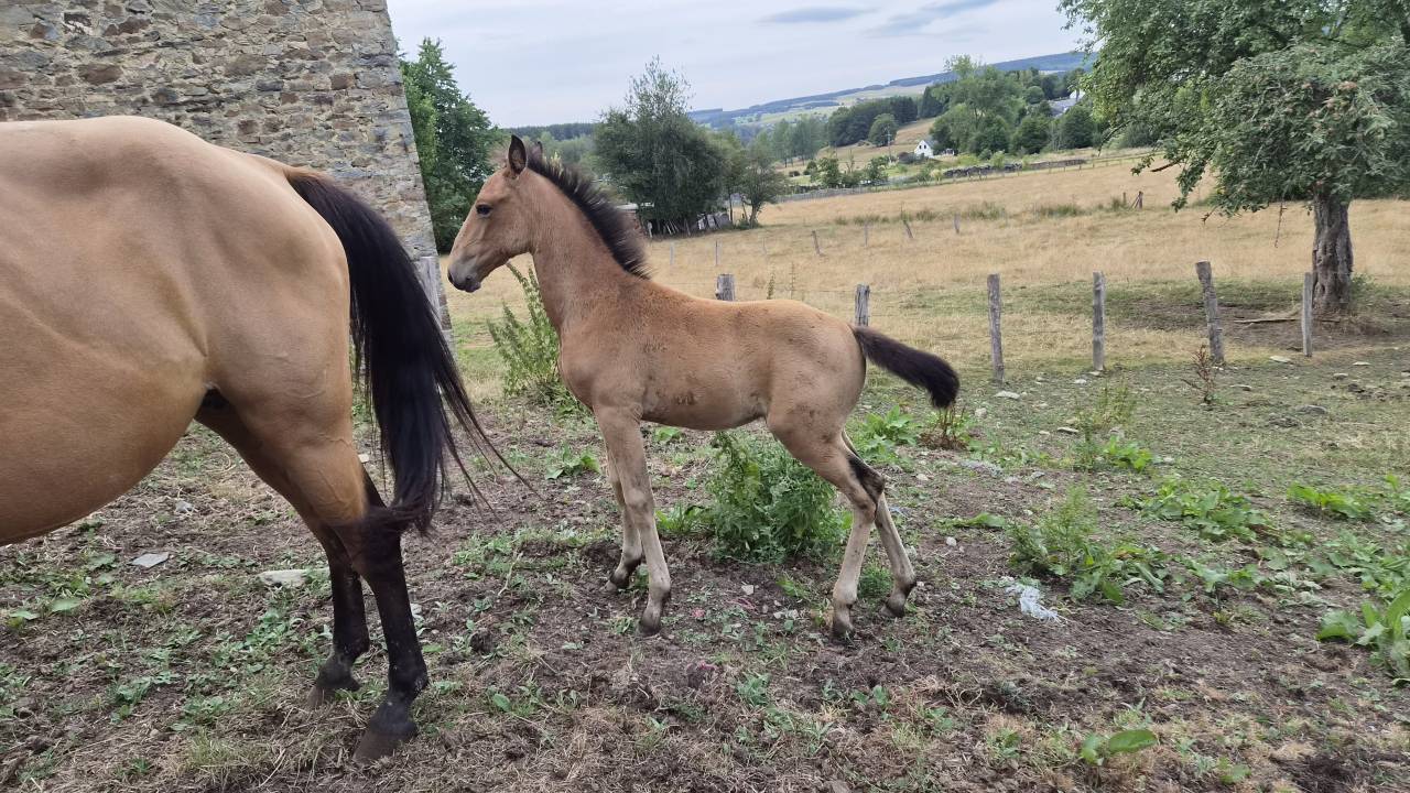Mare Lusitano For sale 2015 Buckskin