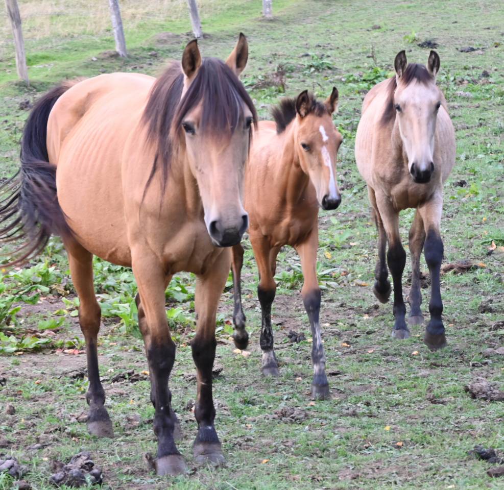 Mare Lusitano For sale 2015 Buckskin