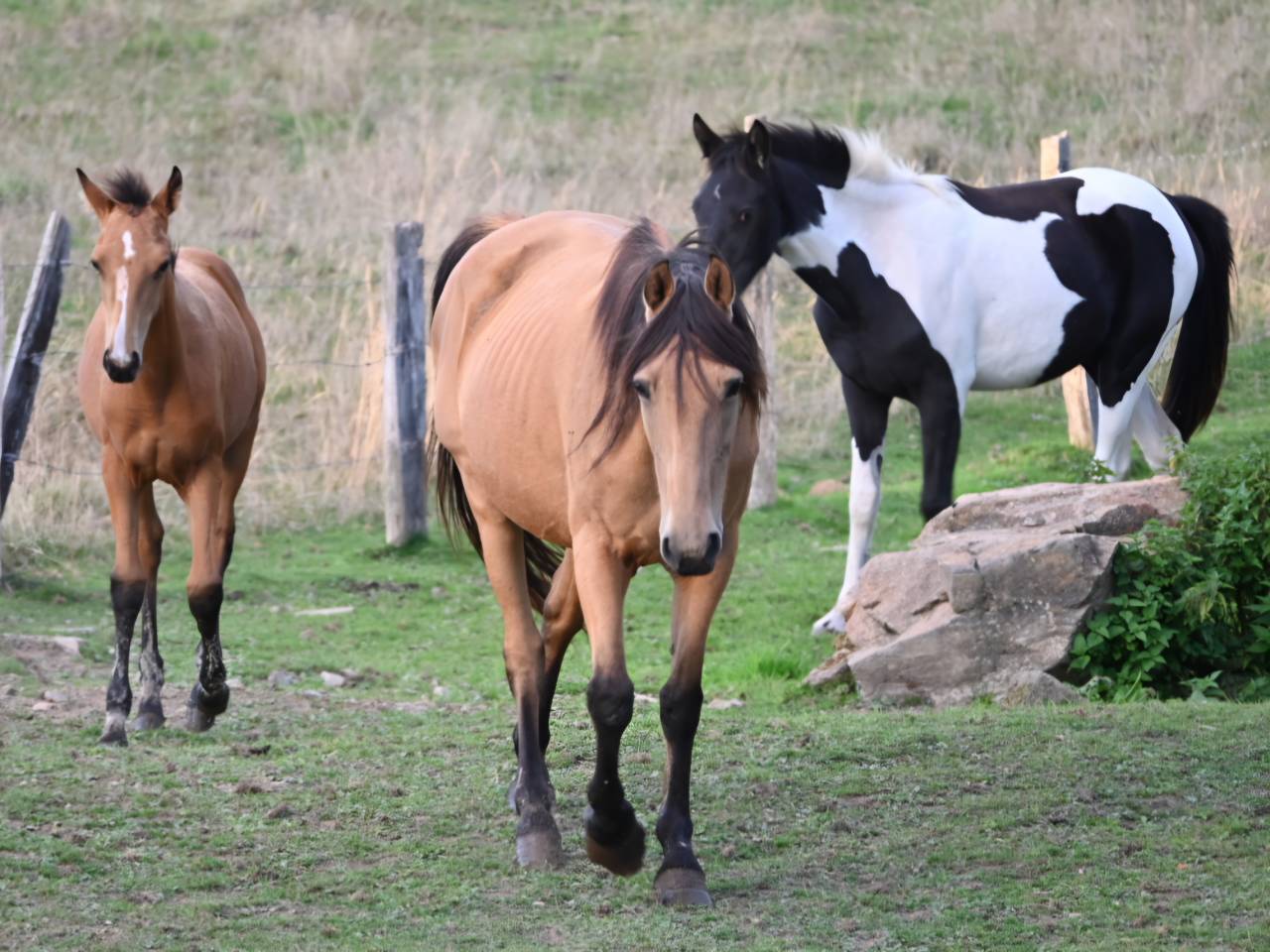 Mare Lusitano For sale 2015 Buckskin