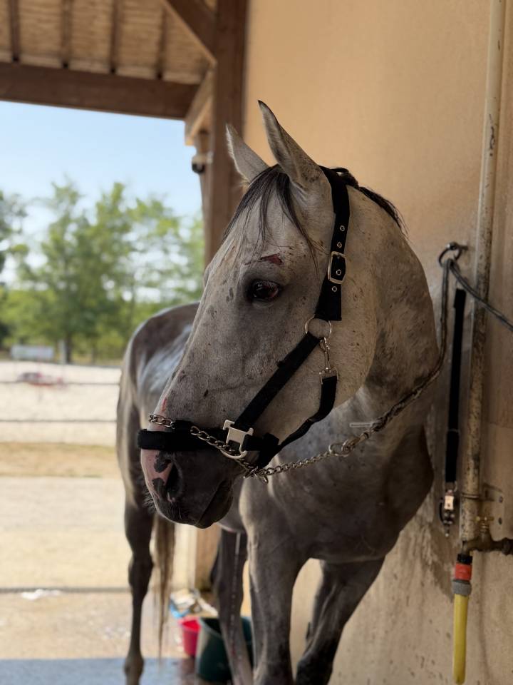 Entire No Origin Recorded For sale 2021 Grey