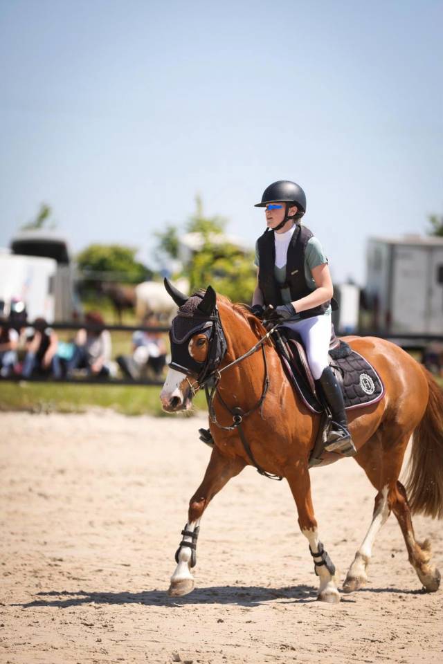 Mare French Saddle Pony For sale 2017 Chesnut