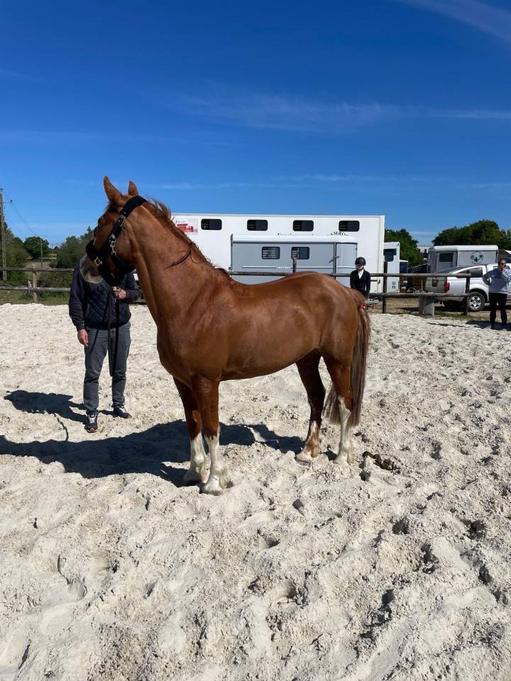 Mare French Saddle Pony For sale 2017 Chesnut