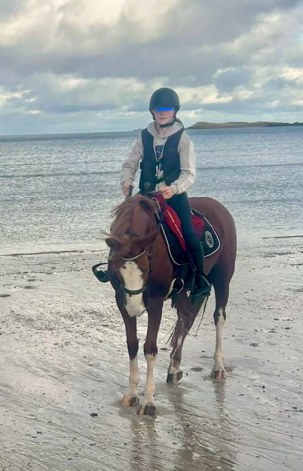 Mare French Saddle Pony For sale 2017 Chesnut