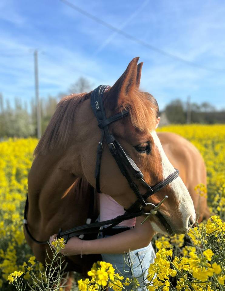 Mare French Saddle Pony For sale 2017 Chesnut
