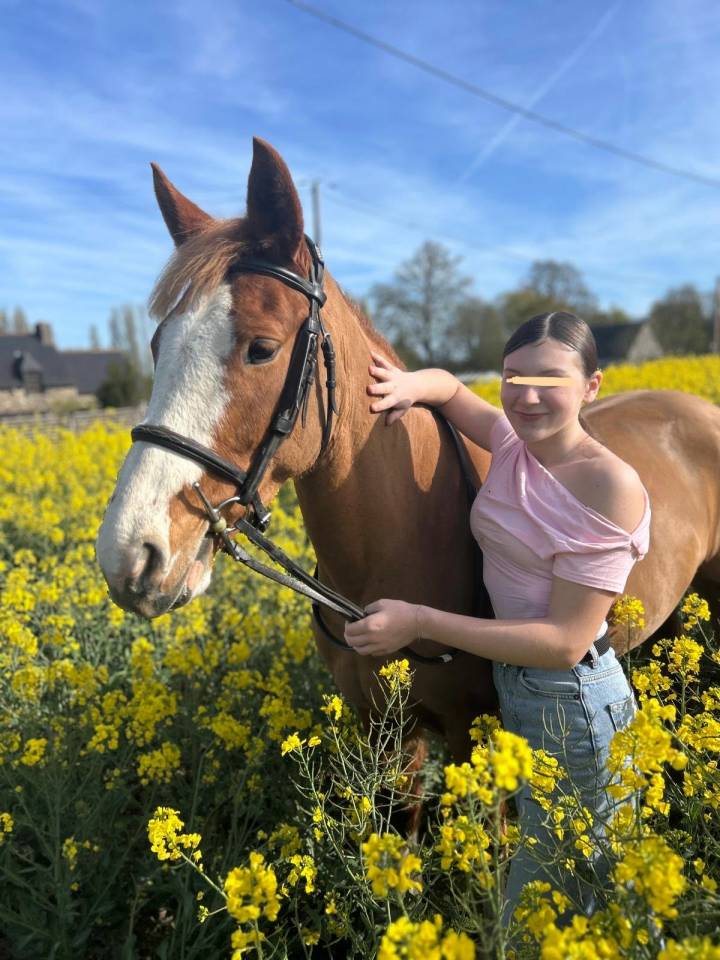 Mare French Saddle Pony For sale 2017 Chesnut