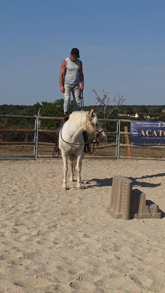 Entire Quarter For sale 2020 Palomino
