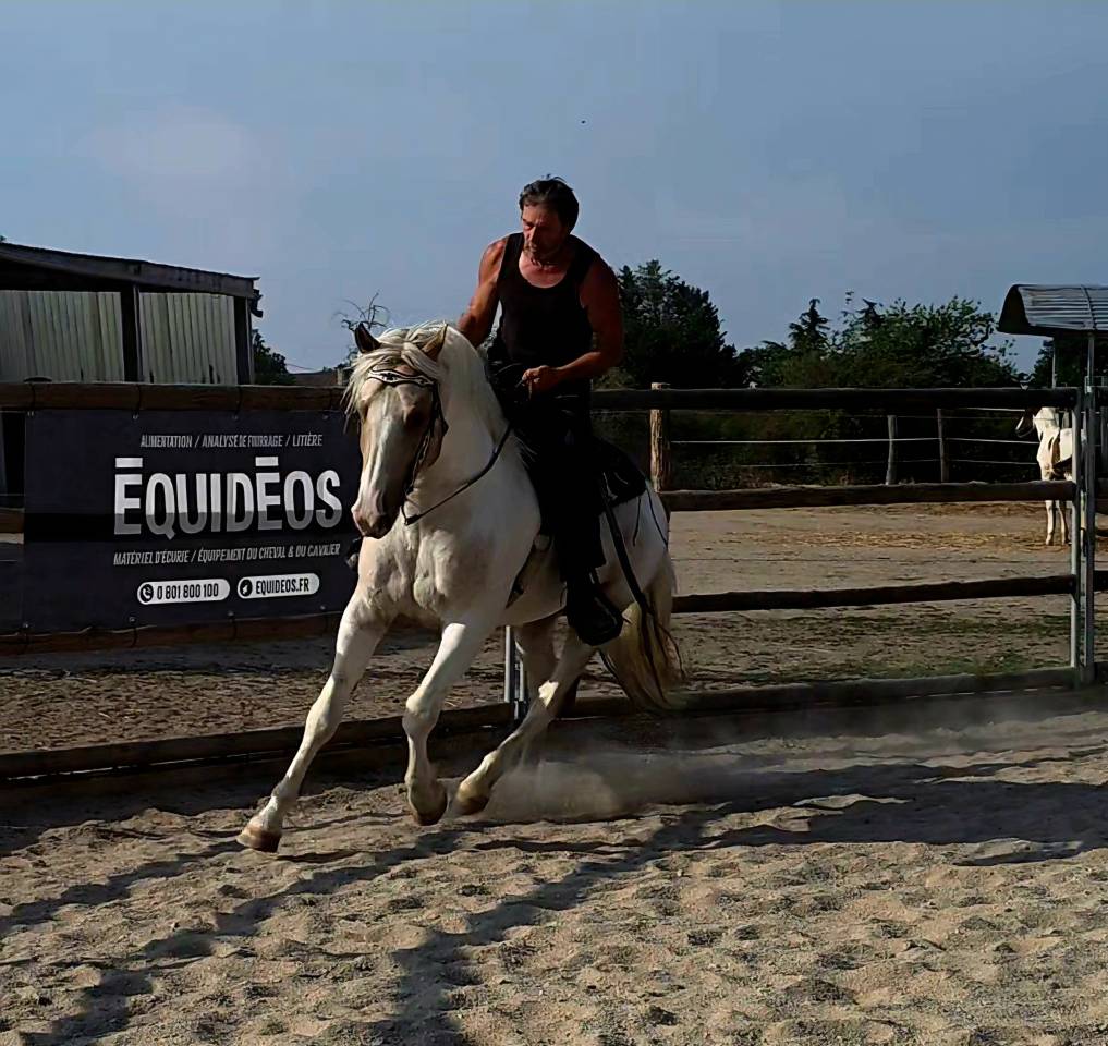 Entire Quarter For sale 2020 Palomino