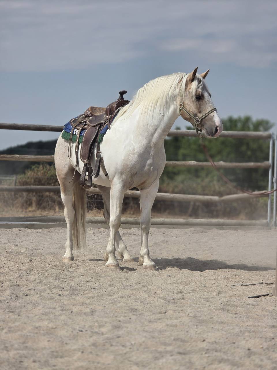 Entire Quarter For sale 2020 Palomino