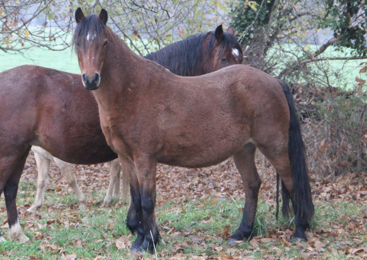 Broodmare Welsh Pony (Section B) For sale 2012 Bay