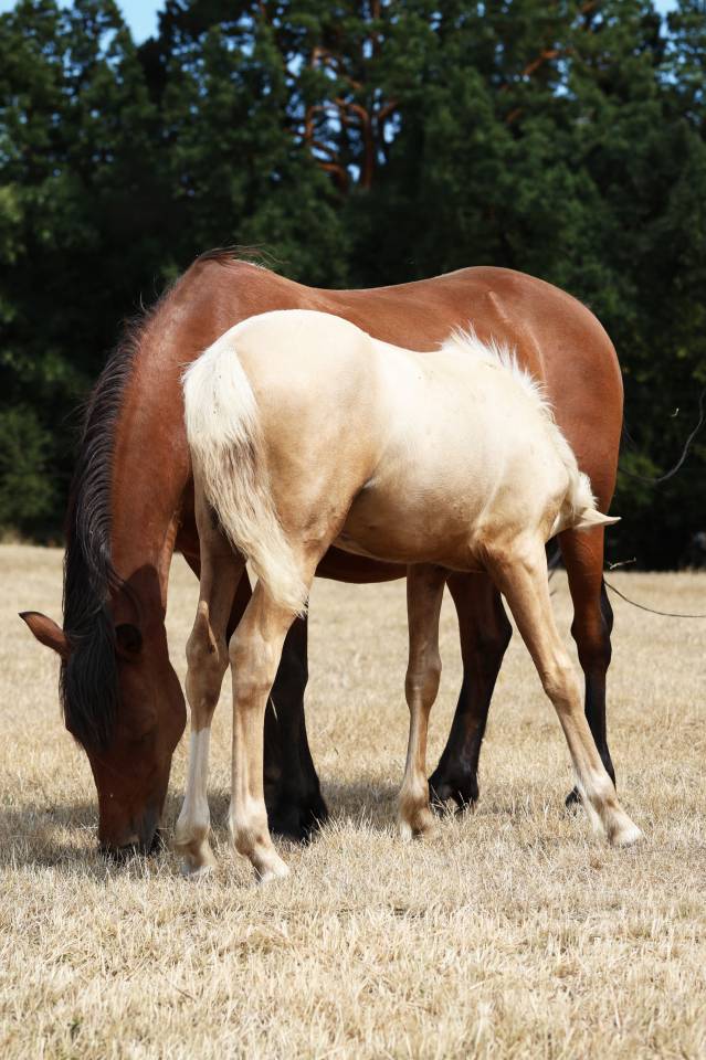 Broodmare Welsh Pony (Section B) For sale 2012 Bay