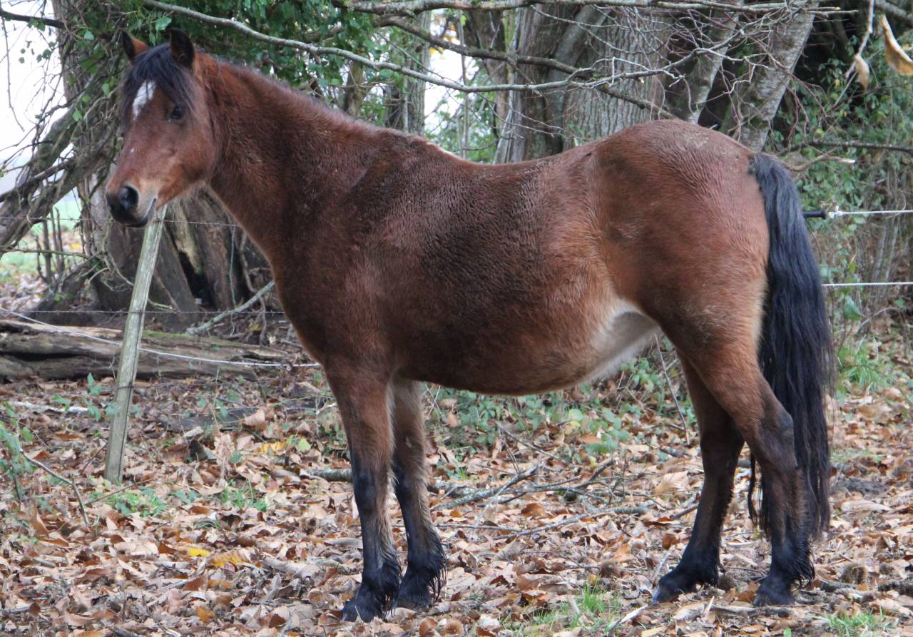Broodmare Welsh Pony (Section B) For sale 2012 Bay