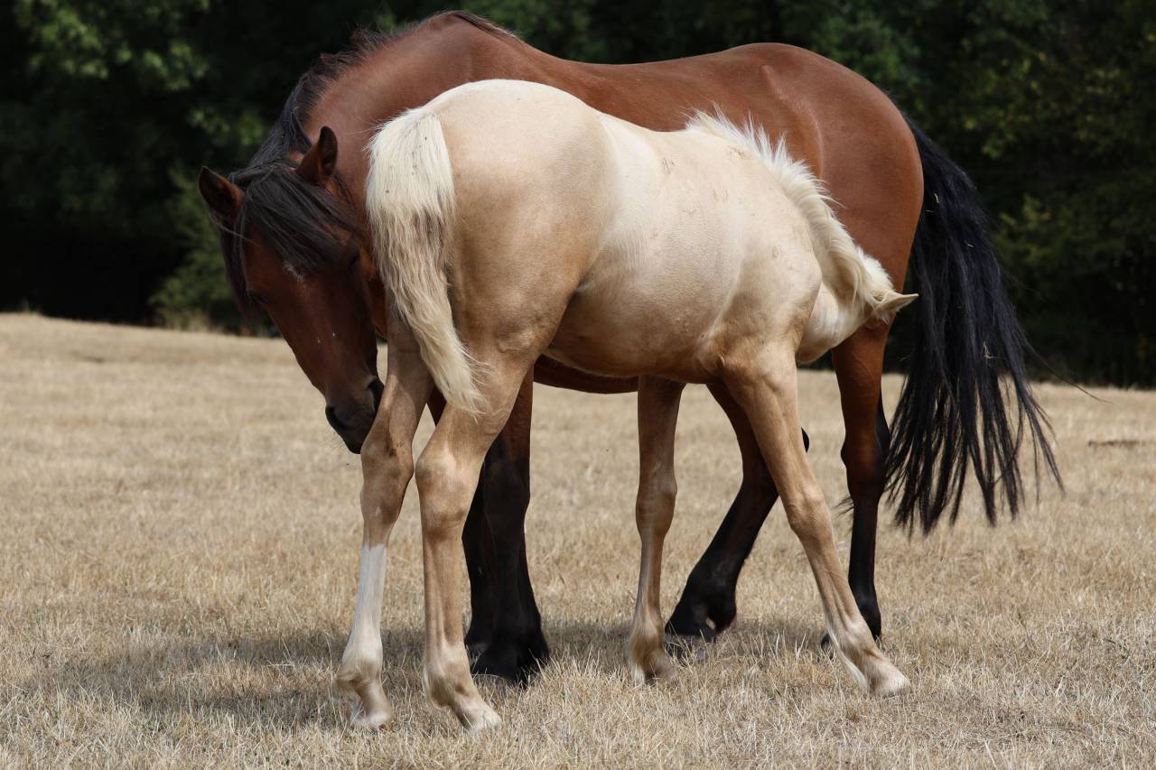 Broodmare Welsh Pony (Section B) For sale 2012 Bay