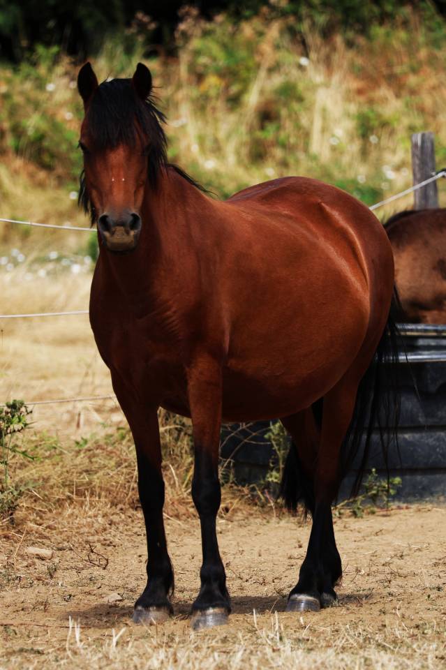 Broodmare Welsh Pony (Section B) For sale 2012 Bay