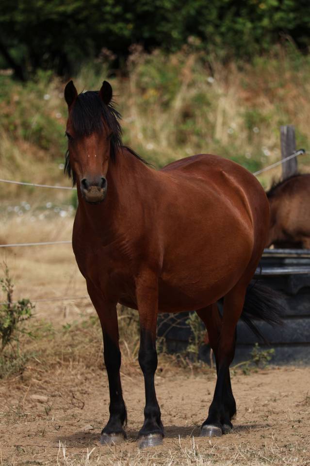 Broodmare Welsh Pony (Section B) For sale 2012 Bay