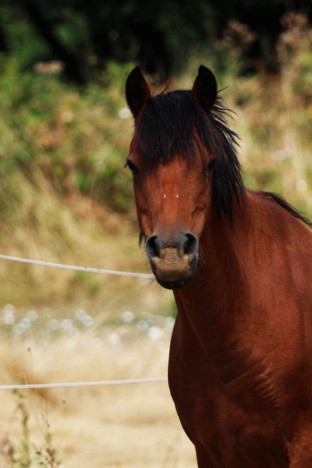 Broodmare Welsh Pony (Section B) For sale 2012 Bay