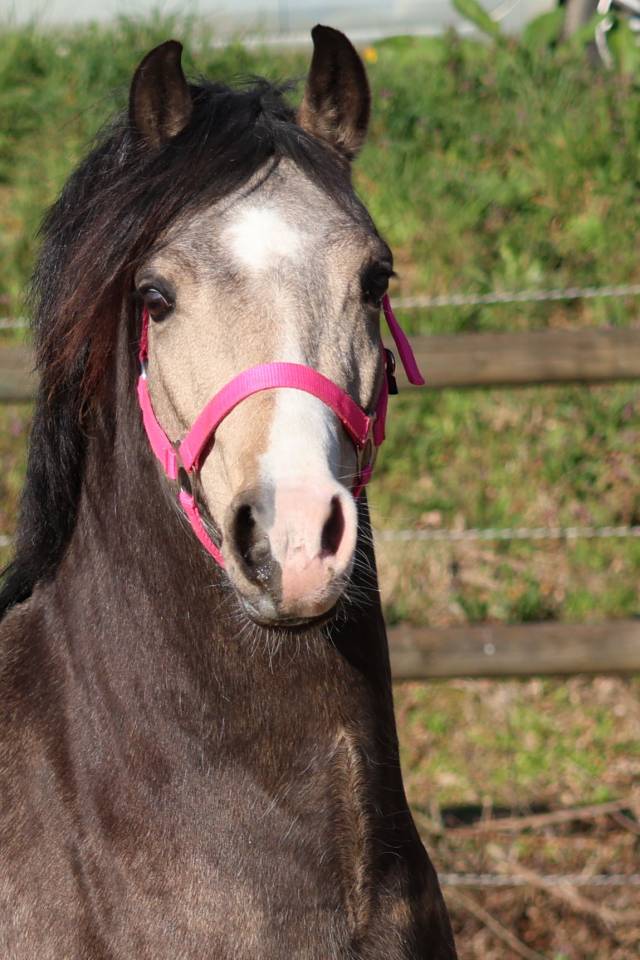 Broodmare Welsh Pony (Section B) For sale 2012 Bay