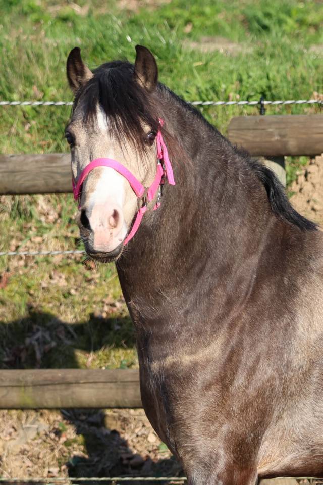 Broodmare Welsh Pony (Section B) For sale 2012 Bay